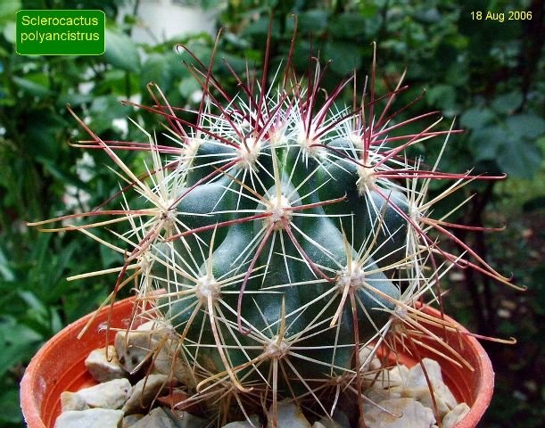 Sclerocactus_ polyancistrus _06